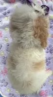 Hailey’s Yellow Girl, a female Cavapoo for sale in Eatonton, GA – 4 of 8