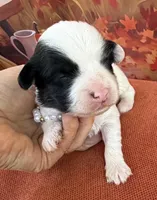 Peaches Red Girl, a female Maltipoo for sale in Eatonton, GA – 5 of 8