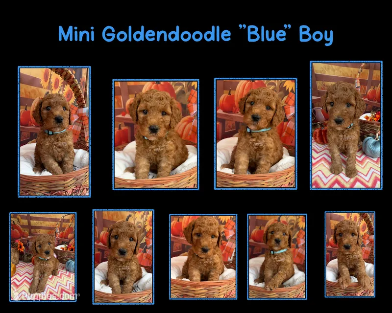 Shirley’s Blue Boy – Miniature Goldendoodle puppy for sale in Eatonton, GA