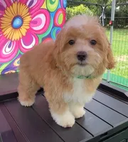 Pipi’s Green Boy, a male Maltipoo for sale in Eatonton, GA – 3 of 5