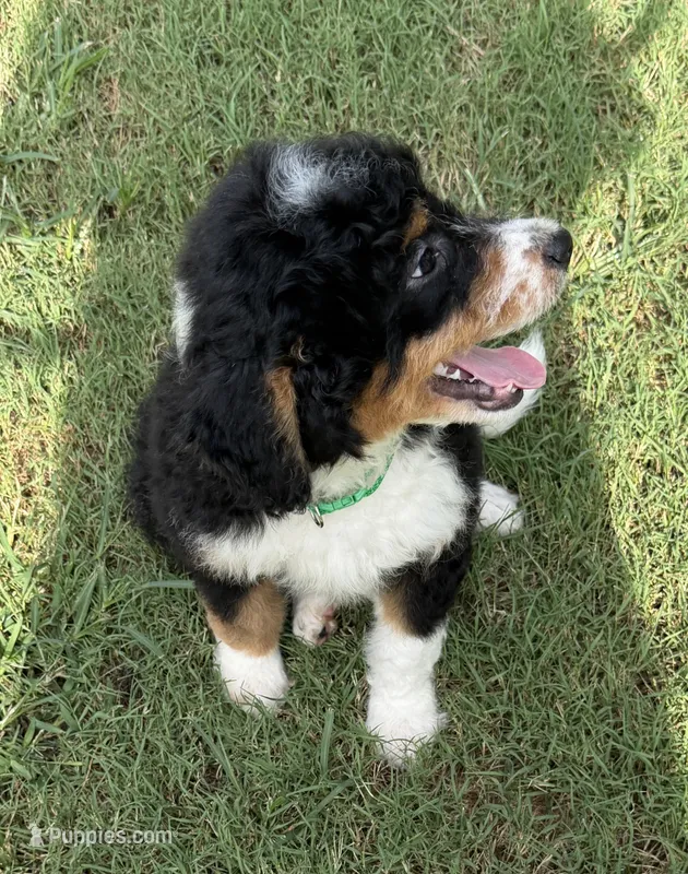 Bernie’s Tri Boy – Miniature Bernedoodle puppy for sale in Eatonton, GA