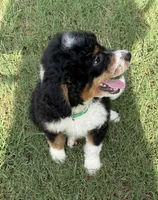 REDUCED!   Bernie’s Tri Boy, a male Miniature Bernedoodle for sale in Eatonton, GA – 1 of 8