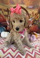 Shirley’s Pink Girl, a female Miniature Goldendoodle for sale in Eatonton, GA – 5 of 7