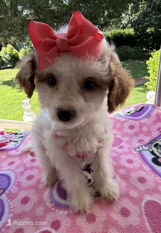 Hailey’s Pink Girl – Cavapoo puppy for sale in Eatonton, GA