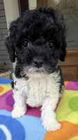 Hailey’s Red Boy, a male Cavapoo for sale in Eatonton, GA – 7 of 8