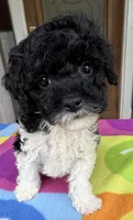 Hailey’s Red Boy, a male Cavapoo for sale in Eatonton, GA – 3 of 8