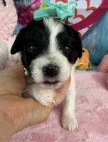 Jellybean’s Bl/Wh Parti, a female Maltipoo for sale in Eatonton, GA – 5 of 9