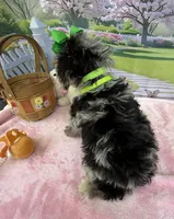 Trendy’s Green Girl Blue Eye, a female Schnoodle for sale in Eatonton, GA – 7 of 10