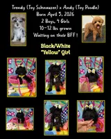 Reduced!   Trendy’s Yellow Girl, a female Schnoodle for sale in Eatonton, GA – 6 of 6