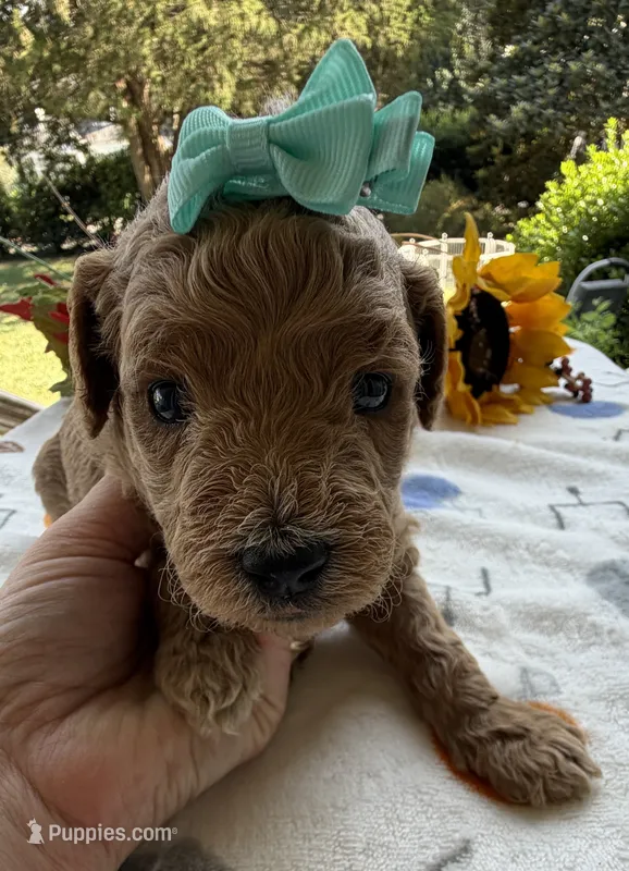 Shirley’s Green Girl – Miniature Goldendoodle puppy for sale in Eatonton, GA