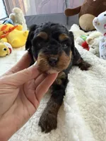 Gabby’s Phantom Girl, a female Miniature Bernedoodle for sale in Eatonton, GA – Photo 7 of 10