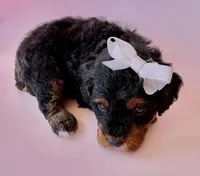 Gabby’s Phantom Girl, a female Miniature Bernedoodle for sale in Eatonton, GA – Photo 3 of 10