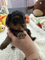 Gabby’s Phantom Girl, a female Miniature Bernedoodle for sale in Eatonton, GA – Photo 5 of 10