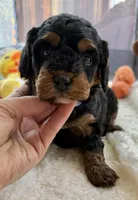 Gabby’s Phantom Girl, a female Miniature Bernedoodle for sale in Eatonton, GA – Photo 1 of 10