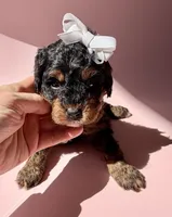 Gabby’s Phantom Girl, a female Miniature Bernedoodle for sale in Eatonton, GA – Photo 2 of 10