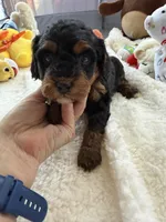 Gabby’s Phantom Girl, a female Miniature Bernedoodle for sale in Eatonton, GA – Photo 6 of 10