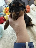 Gabby’s Phantom Girl, a female Miniature Bernedoodle for sale in Eatonton, GA – Photo 4 of 10