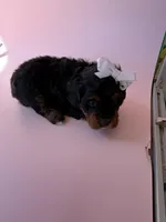 Gabby’s Phantom Girl, a female Miniature Bernedoodle for sale in Eatonton, GA – Photo 8 of 10