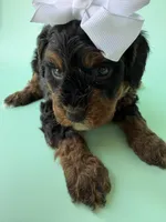 Gabby’s Phantom Girl, a female Miniature Bernedoodle for sale in Eatonton, GA – Photo 10 of 10