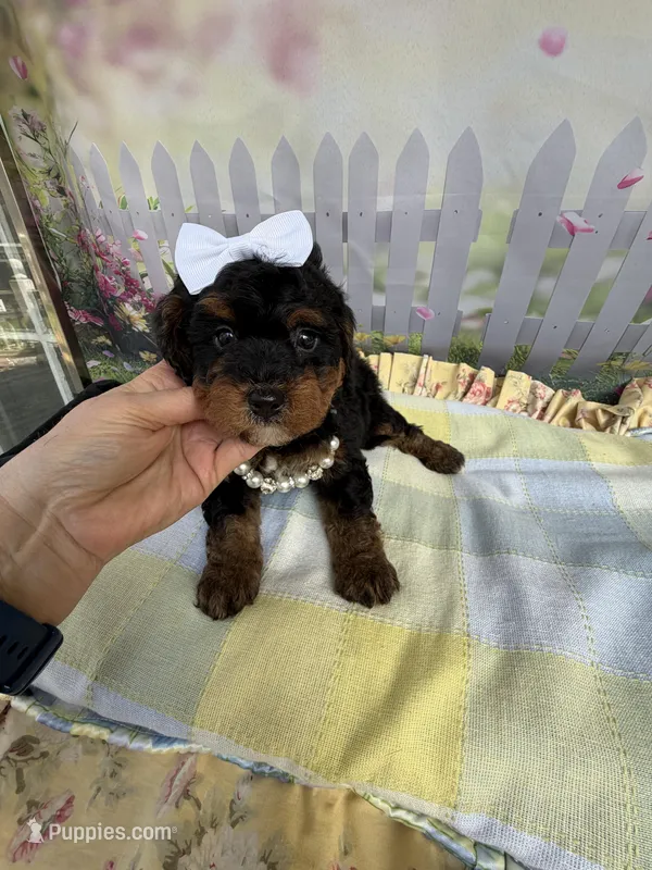 Gabby’s Phantom Girl – Miniature Bernedoodle puppy for sale in Eatonton, GA