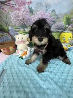 Trendy’s Brown Boy, a female Schnoodle for sale in Eatonton, GA – 7 of 10