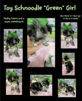 Trendy’s Green Girl Blue Eye, a female Schnoodle for sale in Eatonton, GA – 5 of 10