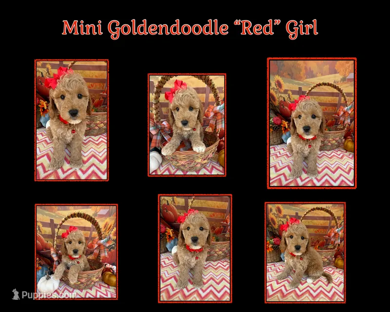 Shirley’s Red Girl – Miniature Goldendoodle puppy for sale in Eatonton, GA