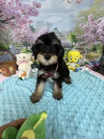 Trendy’s Brown Boy, a female Schnoodle for sale in Eatonton, GA – 3 of 10