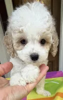 Hailey’s Brown Boy, a male Cavapoo for sale in Eatonton, GA – 5 of 9