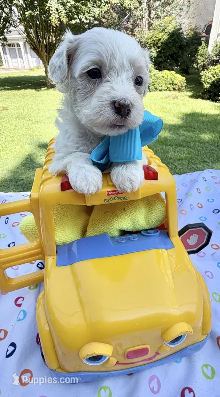 Jellybean’s Apricot/White Boy – Maltipoo puppy for sale in Eatonton, GA