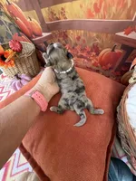 Peaches Purple Girl, a female Maltipoo for sale in Eatonton, GA – 7 of 8