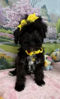 Trendy’s Yellow Girl, a female Schnoodle for sale in Eatonton, GA – 8 of 10