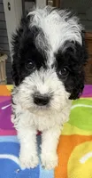 Hailey’s Orange Boy, a male Cavapoo for sale in Eatonton, GA – 8 of 10
