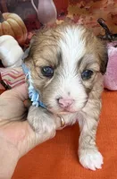 Peaches Blue Boy with Blue Eyes, a male Maltipoo for sale in Eatonton, GA – 7 of 9