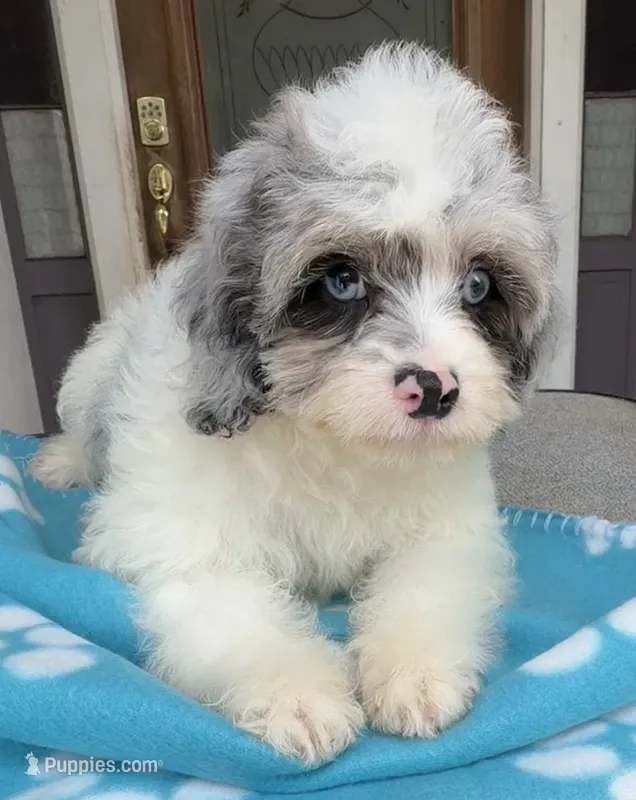 Peaches Light Blue Eyed Boy Reduced! – Cavapoo puppy for sale in Eatonton, GA