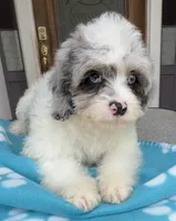 Peaches Light Blue Eyed Boy, a male Cavapoo for sale in Eatonton, GA – 3 of 7