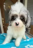 Peaches Light Blue Eyed Boy, a male Cavapoo for sale in Eatonton, GA – 2 of 7
