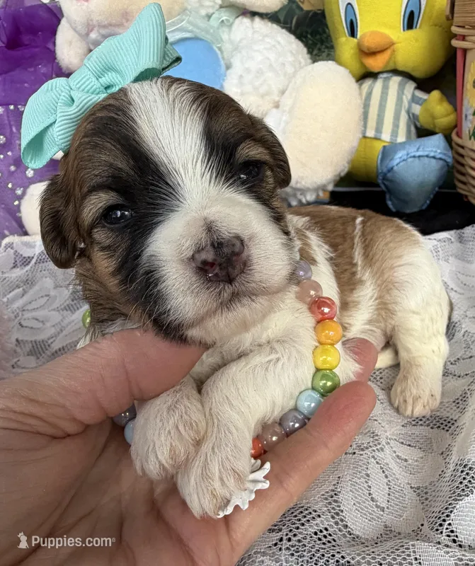 Lainey’s Turquoise Girl