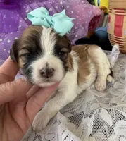 Lainey’s Turquoise Girl, a female Maltipoo for sale in Eatonton, GA – Photo 7 of 10