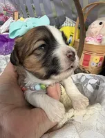 Lainey’s Turquoise Girl, a female Maltipoo for sale in Eatonton, GA – Photo 9 of 10