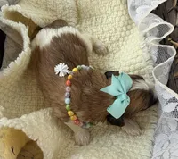 Lainey’s Turquoise Girl, a female Maltipoo for sale in Eatonton, GA – Photo 5 of 10