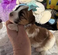 Lainey’s Turquoise Girl, a female Maltipoo for sale in Eatonton, GA – Photo 6 of 10