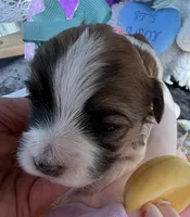 Lainey’s Turquoise Girl, a female Maltipoo for sale in Eatonton, GA – Photo 2 of 10