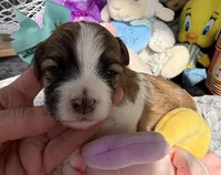 Lainey’s Turquoise Girl, a female Maltipoo for sale in Eatonton, GA – Photo 3 of 10