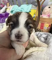 Lainey’s Turquoise Girl, a female Maltipoo for sale in Eatonton, GA – Photo 4 of 10