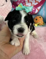 Jellybean’s Bl/Wh Parti, a female Maltipoo for sale in Eatonton, GA – 3 of 9