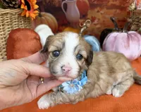 Peaches Blue Boy with Blue Eyes, a male Maltipoo for sale in Eatonton, GA – 9 of 9