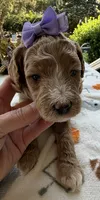Shirley’s Purple Girl, a female Miniature Goldendoodle for sale in Eatonton, GA – 2 of 6