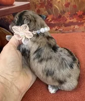 Peaches Purple Girl, a female Maltipoo for sale in Eatonton, GA – 2 of 8