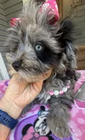 Trendy’s Tiny  Pink Girl Blue eye, a female Schnoodle for sale in Eatonton, GA – 3 of 6